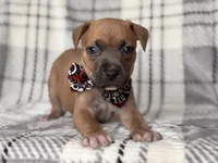 Buck, a male American Pit Bull Terrier and Cane Corso for sale in Davenport, FL – 3 of 10