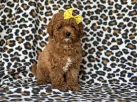 Hope, a female Cavapoo and Poodle - Toy  for sale in Davenport, FL – 9 of 9