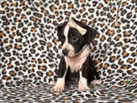 Reba, a female American Pit Bull Terrier and Cane Corso for sale in Davenport, FL – 7 of 10