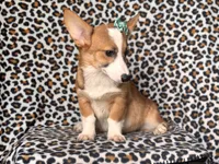 Hope-price reduced , a female Pembroke Welsh Corgi for sale in Davenport, FL – 2 of 9