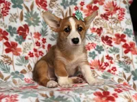 Rue, a female Pembroke Welsh Corgi for sale in Davenport, FL – 1 of 9