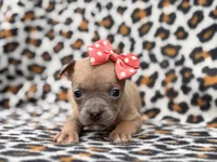 Stella, a female French Bulldog and American Pit Bull Terrier for sale in Davenport, FL – 8 of 10