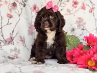 Diamond, a female Cocker Spaniel for sale in Davenport, FL – 10 of 10