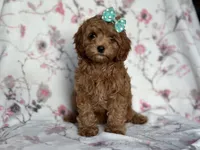 Joy, a female Cavapoo and Poodle - Miniature  for sale in Davenport, FL – 6 of 10
