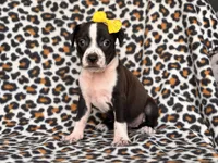 Reba, a female American Pit Bull Terrier and Cane Corso for sale in Davenport, FL – 7 of 10
