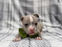 Dagger, a male French Bulldog and American Pit Bull Terrier for sale in Davenport, FL – 5 of 10