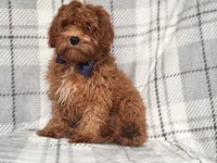 Wyatt, a male Cavapoo and Poodle - Toy  for sale in Davenport, FL – 8 of 9