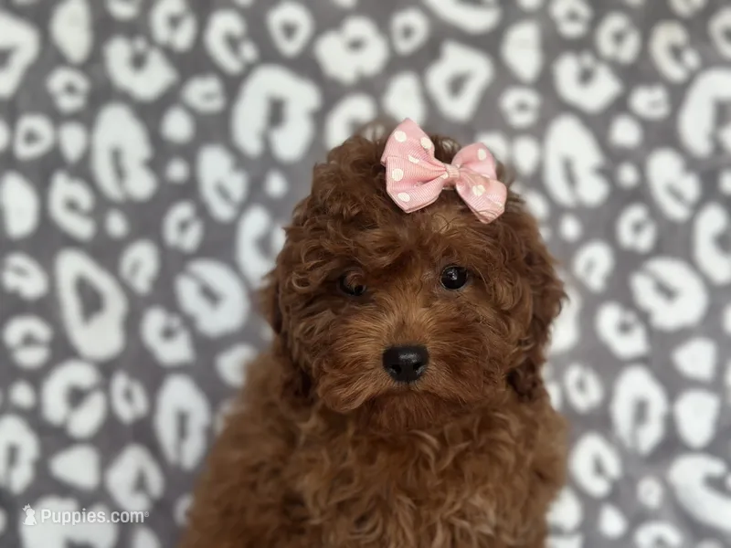 Polly-sale – Cavapoo, Poodle - Miniature  puppy for sale in Davenport, FL