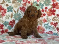 Delilah, a female Cavapoo and Poodle - Miniature  for sale in Davenport, FL – 7 of 8