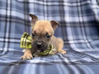 Scout, a male French Bulldog and American Pit Bull Terrier for sale in Davenport, FL – 8 of 10