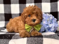 Wyatt, a male Cavapoo and Poodle - Toy  for sale in Davenport, FL – 7 of 8