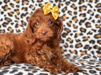 Poppy, a female Cavapoo and Poodle - Miniature  for sale in Davenport, FL – 5 of 10
