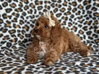 Georgia , a female Cavapoo and Poodle - Miniature  for sale in Davenport, FL – 5 of 10
