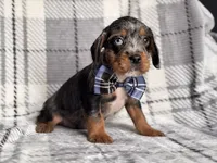 Squirrel, a male French Bulldog and Cockapoo for sale in Davenport, FL – 10 of 10