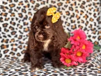 Sage, a female Cocker Spaniel for sale in Davenport, FL – 3 of 10