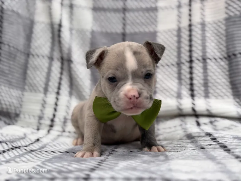 Dagger – French Bulldog, American Pit Bull Terrier puppy for sale in Davenport, FL