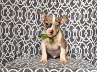 Charlie, a male French Bulldog and American Pit Bull Terrier for sale in Davenport, FL – 9 of 9