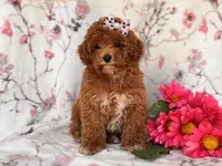 Rosie, a female Poodle - Miniature  for sale in Davenport, FL – 4 of 10