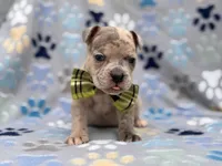Tigger, a male French Bulldog and American Pit Bull Terrier for sale in Davenport, FL – 5 of 10