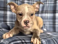 Dagger-price reduced , a male French Bulldog and American Pit Bull Terrier for sale in Davenport, FL – 10 of 10