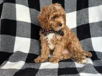 Curious, a male Cavapoo and Poodle - Miniature  for sale in Davenport, FL – 5 of 9