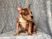Buster-price reduced , a male French Bulldog and American Pit Bull Terrier for sale in Davenport, FL – 4 of 10