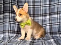 Jax , a male Pembroke Welsh Corgi for sale in Davenport, FL – 10 of 10
