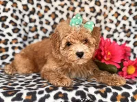 Britney, a female Poodle - Toy  and Poodle - Miniature  for sale in Davenport, FL – 2 of 10