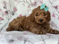 Barbie, a female Cockapoo and Poodle - Toy  for sale in Davenport, FL – 2 of 9