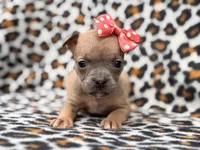 Stella, a female French Bulldog and American Pit Bull Terrier for sale in Davenport, FL – 2 of 10