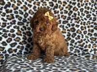 Polly-sale, a female Cavapoo and Poodle - Miniature  for sale in Davenport, FL – 2 of 5