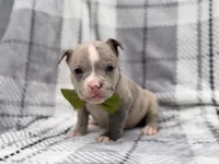Dagger, a male French Bulldog and American Pit Bull Terrier for sale in Davenport, FL – 2 of 10