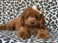  Bubbles , a female Cavapoo and Poodle - Miniature  for sale in Davenport, FL – 7 of 10
