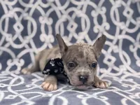 Buster, a male French Bulldog and American Pit Bull Terrier for sale in Davenport, FL – 4 of 10