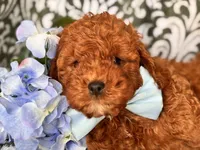 Joe, a male Cavapoo and Poodle - Toy  for sale in Davenport, FL – 9 of 10