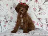 Mini-sale, a female Cavapoo and Poodle - Miniature  for sale in Davenport, FL – 7 of 10