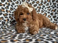 Georgia , a female Cavapoo and Poodle - Miniature  for sale in Davenport, FL – 6 of 10