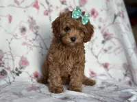 Joy, a female Cavapoo and Poodle - Miniature  for sale in Davenport, FL – 8 of 10