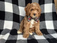 Curious, a male Cavapoo and Poodle - Miniature  for sale in Davenport, FL – 4 of 9