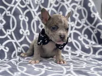 Buster, a male French Bulldog and American Pit Bull Terrier for sale in Davenport, FL – 10 of 10