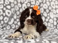 Jess, a female Cocker Spaniel for sale in Davenport, FL – 4 of 10