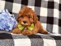 Wyatt, a male Cavapoo and Poodle - Toy  for sale in Davenport, FL – 8 of 8