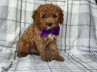 Brice, a male Cockapoo and Poodle - Toy  for sale in Davenport, FL – 7 of 10