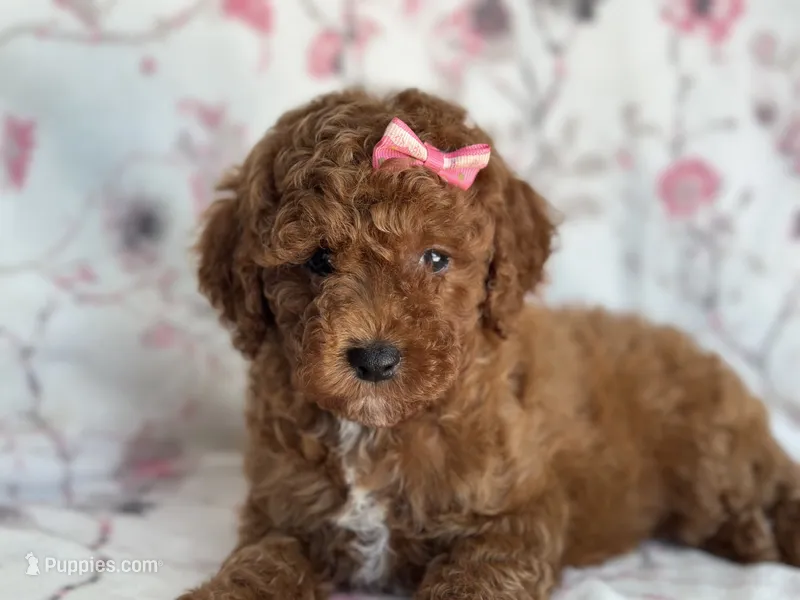 Mini – Cavapoo, Poodle - Miniature  puppy for sale in Davenport, FL