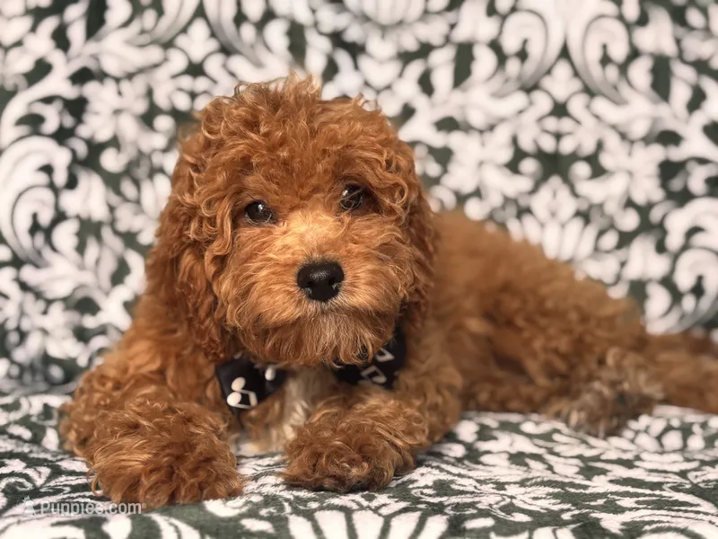 Romeo – Cavapoo, Poodle - Toy  puppy for sale in Davenport, FL