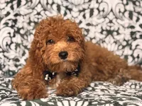 Romeo-price reduced , a male Cavapoo and Poodle - Toy  for sale in Davenport, FL – 1 of 10