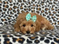 Princess, a female Cavapoo for sale in Davenport, FL – Photo 3 of 8