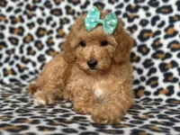 Princess, a female Cavapoo for sale in Davenport, FL – Photo 4 of 8