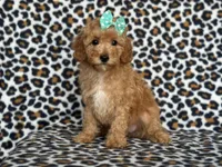 Princess, a female Cavapoo for sale in Davenport, FL – Photo 7 of 8
