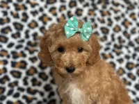 Princess, a female Cavapoo for sale in Davenport, FL – Photo 2 of 8